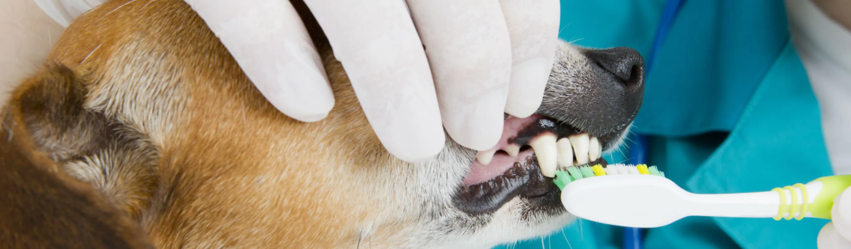 Brown Dog toothbrush teeth cleaning